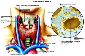 Профилактика нарушений работы щитовидной железы 